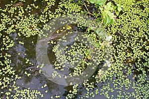 Duckweed, aquatic flora from the French marsh, Europe