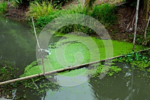 Duckweed as well as food & agricultural values, duck weeds is used for wastewater treatment to capture toxins & odor control.