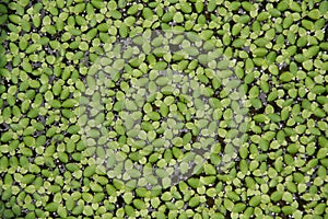 Duckweed background