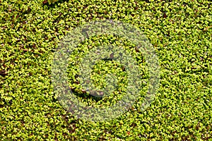 Duckweed Background