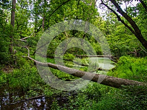 Duckweed Choked Pond in Green Forest photo