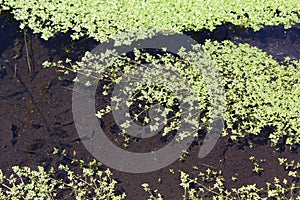 Duckweed covered a surface of a pond