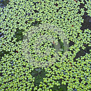 Duckweed