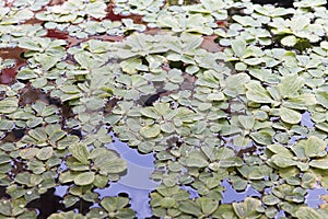 Duckweed