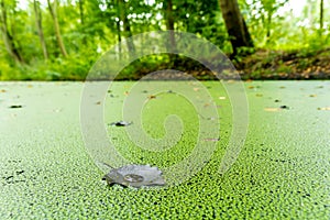 Duckweed growing on a dutch canal in the autumn