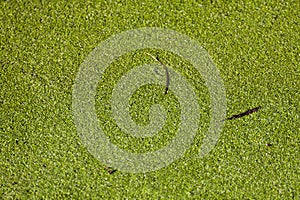 Duckweed, Lemna minor