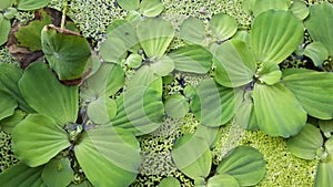 Duckweed/Lemna minor