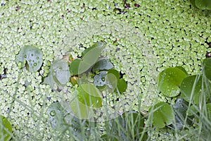 Duckweed or Lemna minor and water poppy in  the pond.