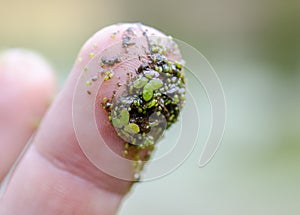 Duckweed Macro