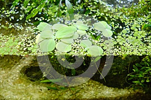 Duckweed and pistia - a genus of flowering monocotyledonous plants of the Aroidae family Araceae