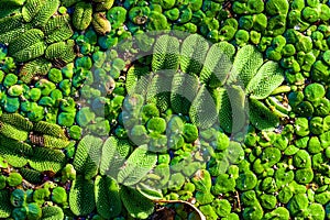 Duckweed in pond