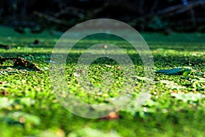 Duckweed in pond