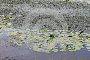 Duckweed and yellow water flowers ( Nuphar Lutea) in river