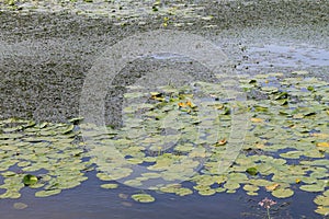 Duckweed and yellow water flowers ( Nuphar Lutea) in river