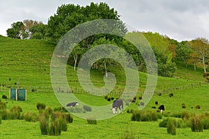 Duder Regional Park, a coastal farm park in New Zealand