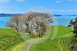 Duder Regional Park, a coastal farm park next to Hauraki gulf, New Zealand