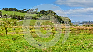 Duder Regional Park, a coastal farm park next to Hauraki gulf, New Zealand