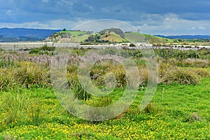 Duder Regional Park, a coastal farm park next to Hauraki gulf, New Zealand