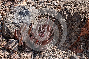 Dudleya attenuata or Thin-leaved Dudleya