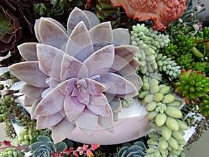 Dudleya echeveria spp., Burro`s tail sedum morganianum and Stonecrop sedum spp. succulent plant