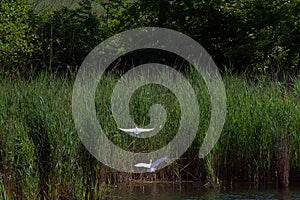 due Aironi bianchi che volano sopra i lago