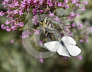 due farfalle in volo photo