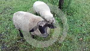 due simpatiche pecore bianche con muso nero photo