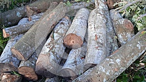 illegal loggers photo