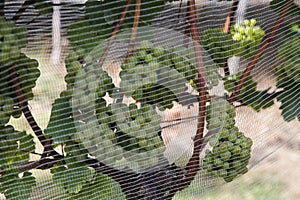 Grape growing around Wijlre, South Limburg, the Netherlands photo