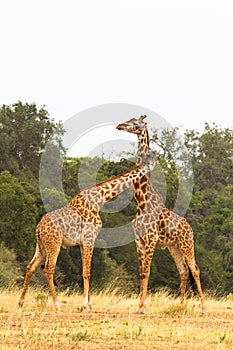 Duel giraffes in the savannah. Masai Mara, Kenya
