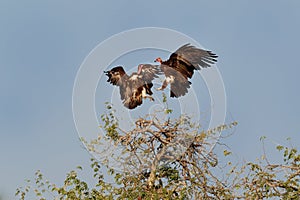 Duel of two Hooded Vulture - Necrosyrtes monachus  Old World vulture in the order Accipitriformes, which also includes eagles,