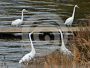 Duel of white herons in marsh
