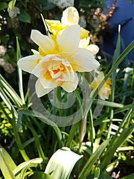 Duel yellow toned daffodil