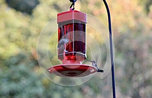 Dueling hummingbirds meet