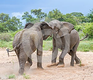 Duelling African elephants  in a river bed