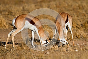 Duelling springboks