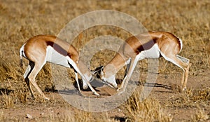 Duelling springboks