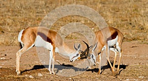 Duelling springboks