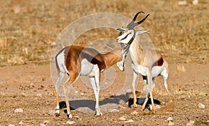 Duelling springboks