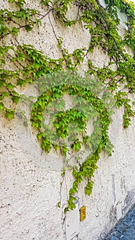 Duernstein - Fresh green grape branches growing down wall in along the charming streets of town centre Duernstein