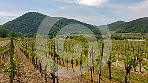 Duernstein - Scenic view of vineyards in Duernstein in Krems an der Donau, Lower Austria, Europe