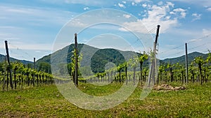 Duernstein - Scenic view of vineyards in Duernstein in Krems an der Donau, Lower Austria, Europe