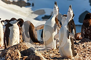 Duet of singing chinstrap penguins chicks, Half Moon island, Ant