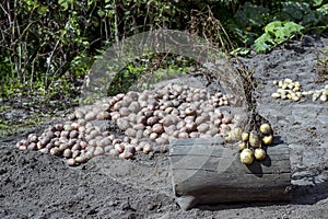Dug Bush with yellow potato tubers close - up on the background of the harvest. Background, copy space