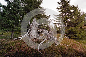 Dug out dried old tree root.