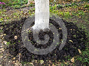 The dug-out stem of the fruit tree