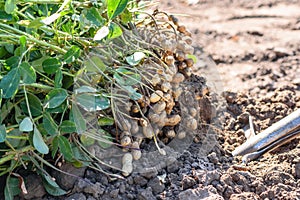 Dug peanuts. Peanut bush on the field