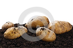 Dug potatoes on the ground on a white