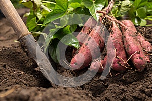 Dug up sweet potato