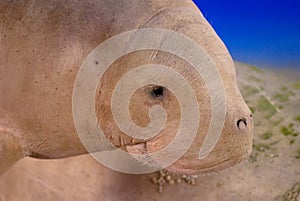 Dugong